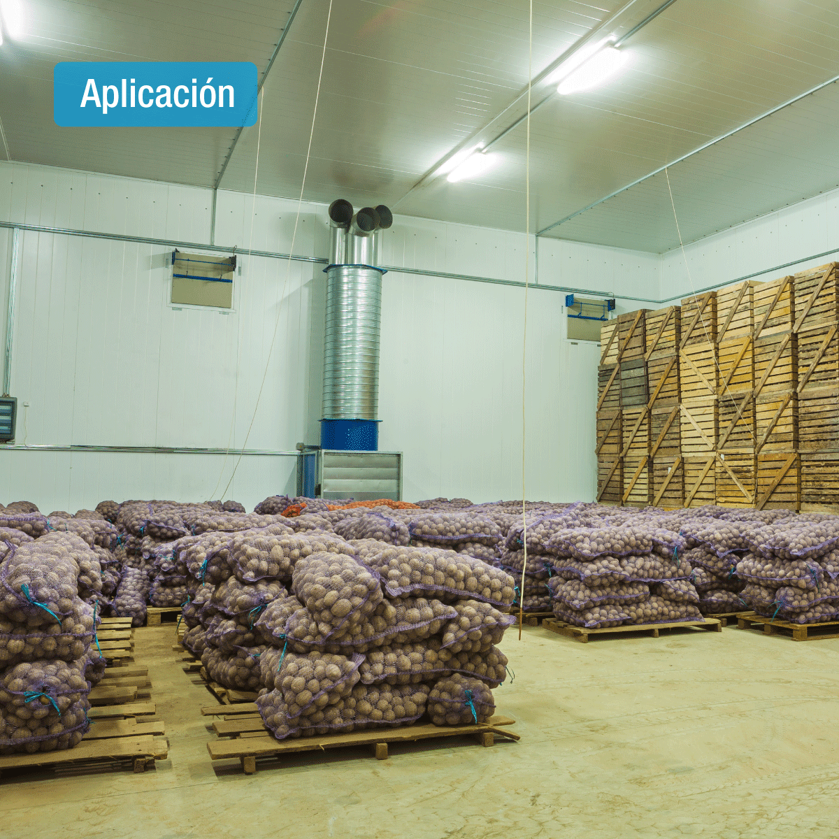 ILLUMINA BS101 TUBO LED